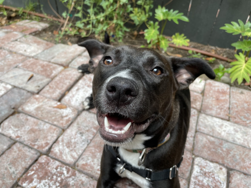 Teaching a High Energy Pup to Relax in Hancock Park Dog Gone Problems