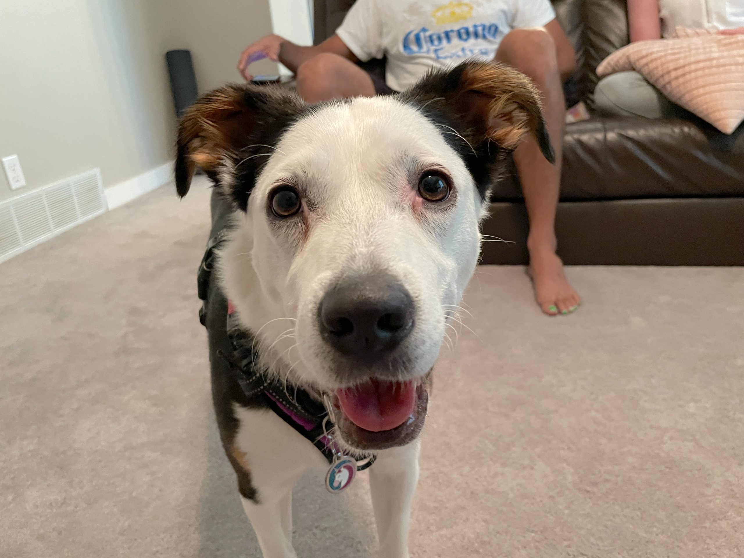 How To Train A Three Year Old Dog