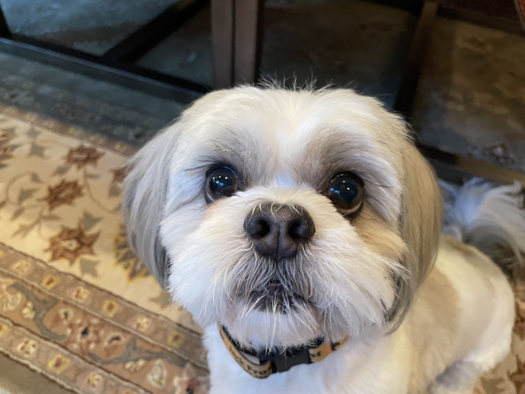 Are Shih Tzus Aggressive To Other Dogs