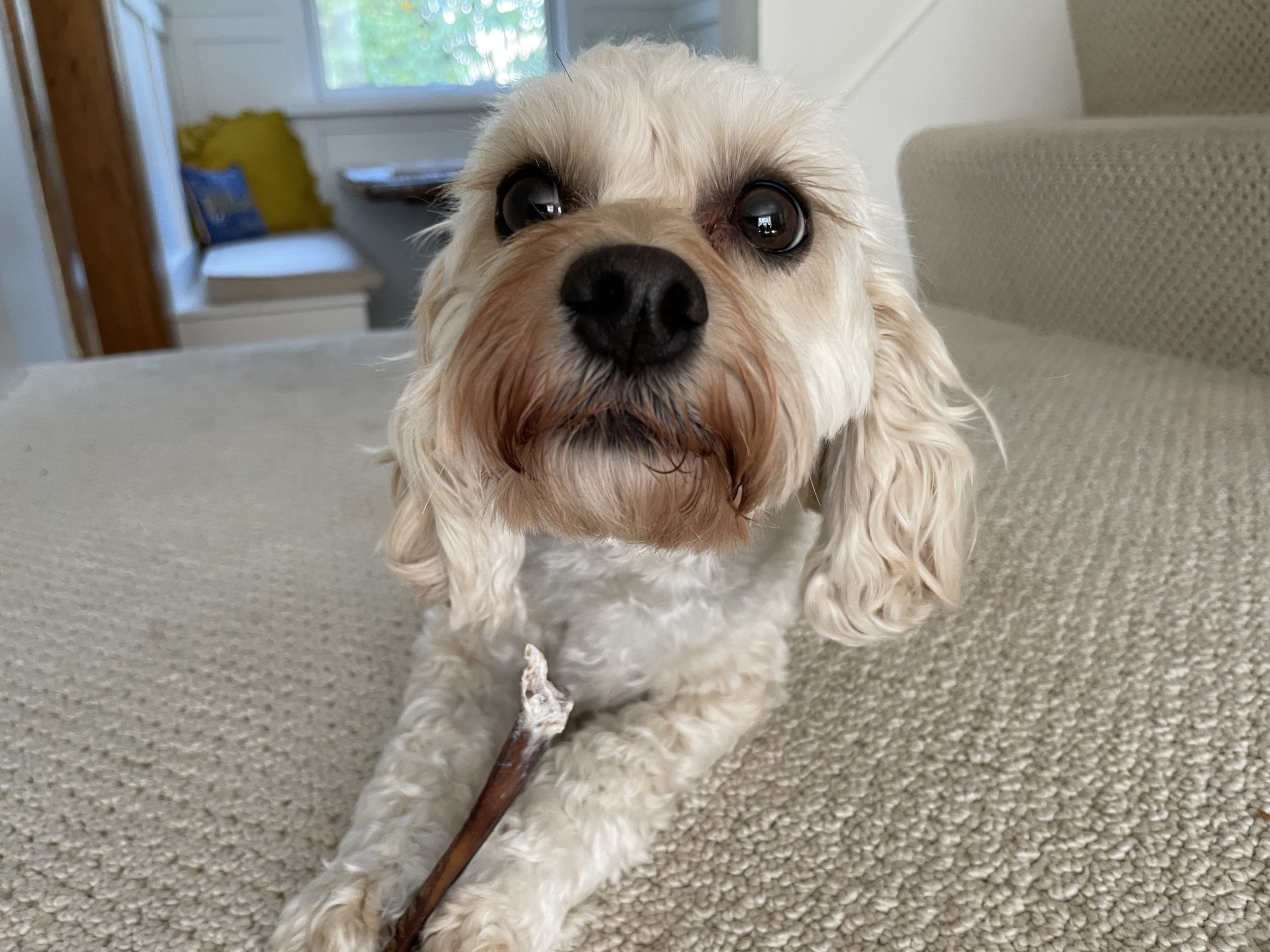 Are Dogs Allowed To Stay In Rooms