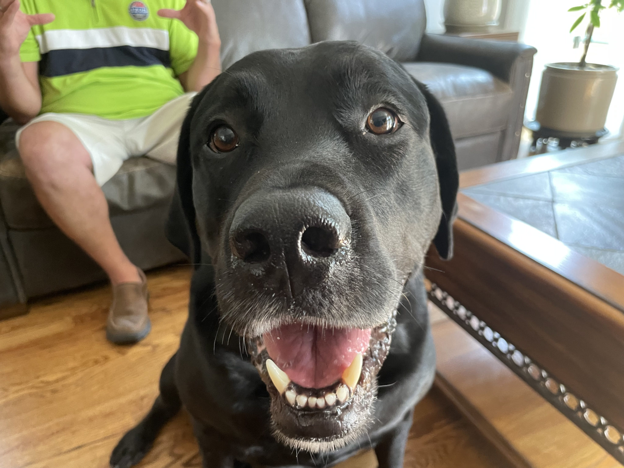 How to Stop Resource Guarding Behavior in Dogs Dog Gone Problems