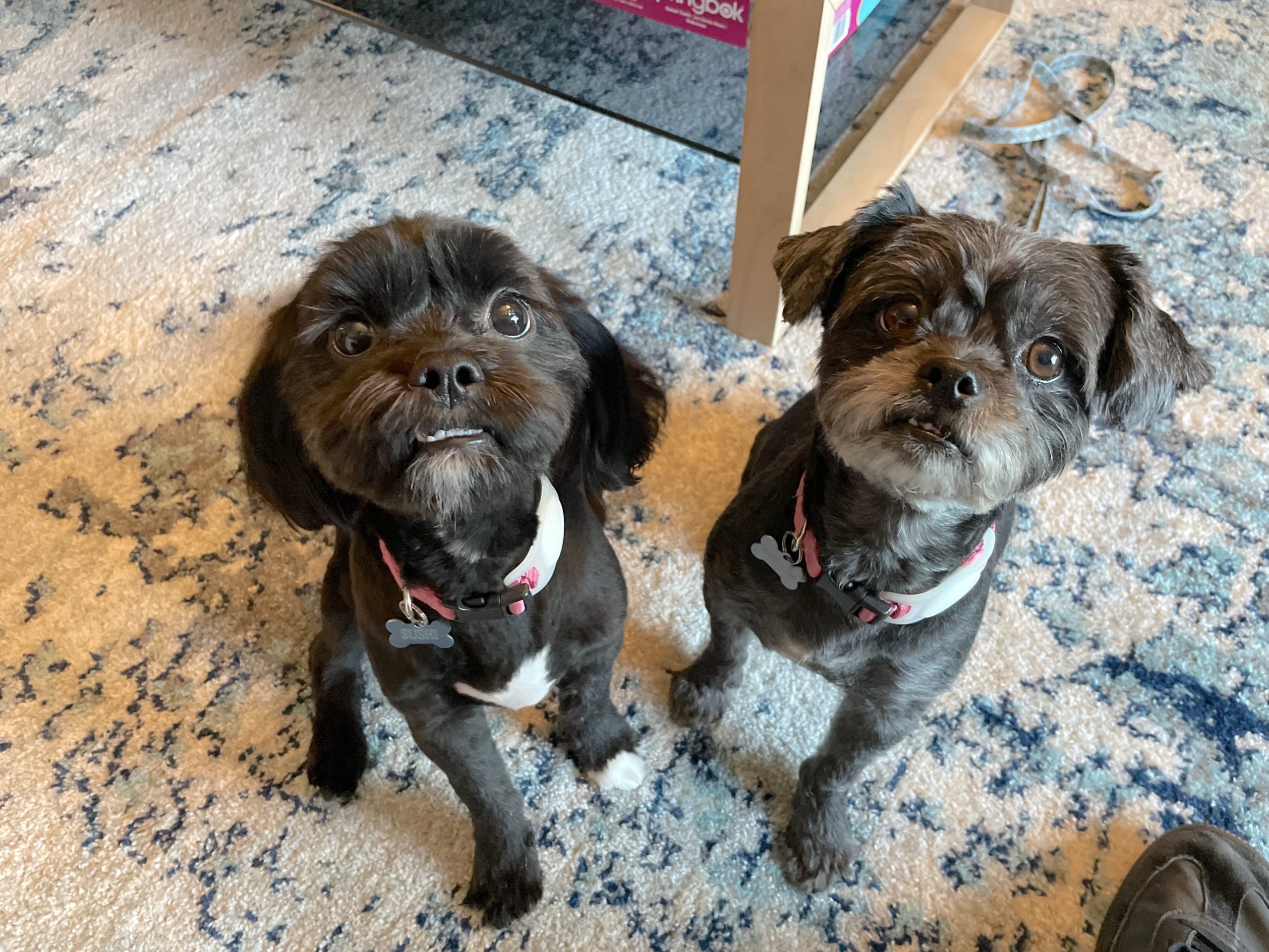 How To Keep Dog From Barking At Outside Noises