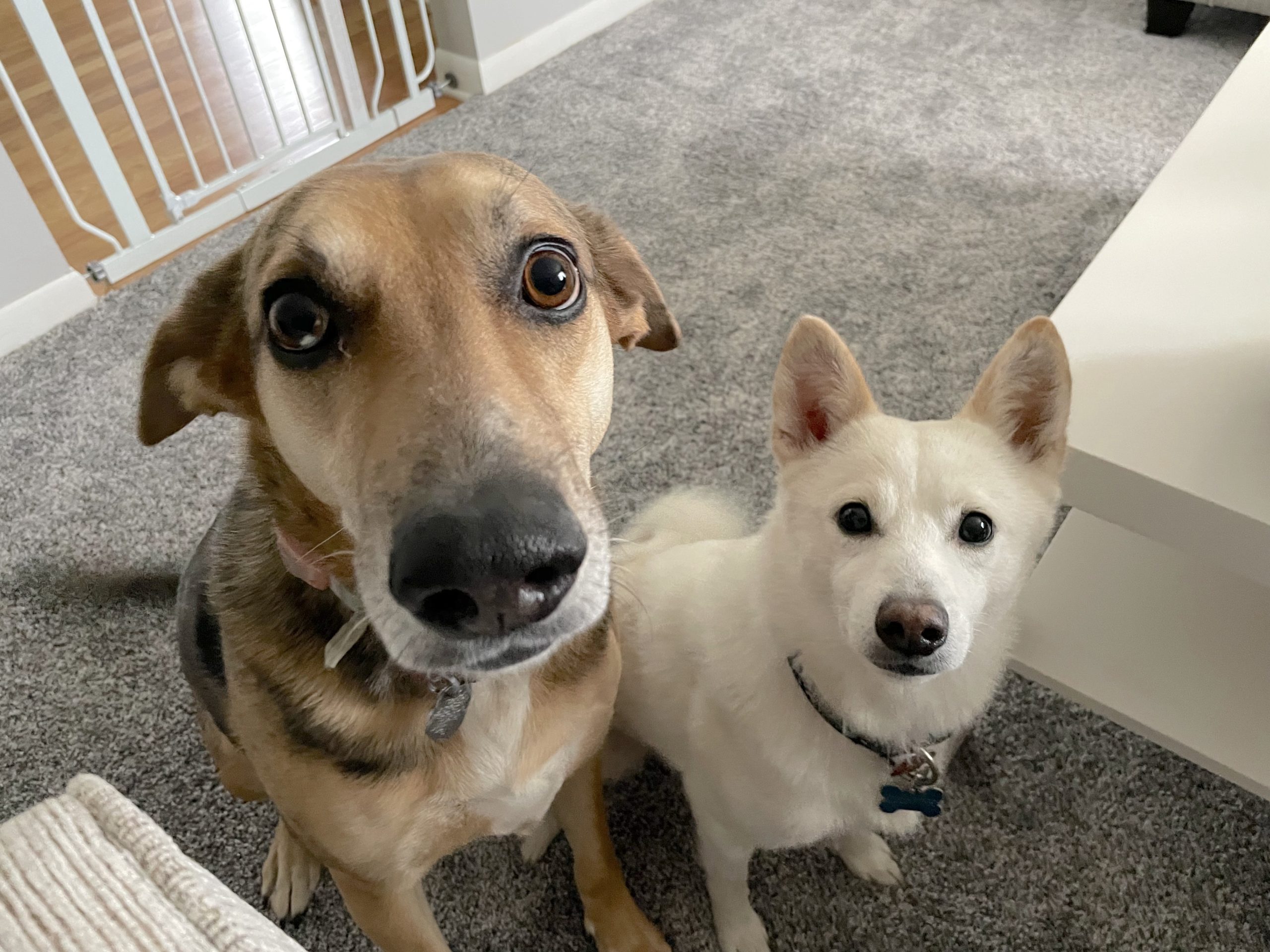 How To Train An Aggressive Dog Towards Other Dogs