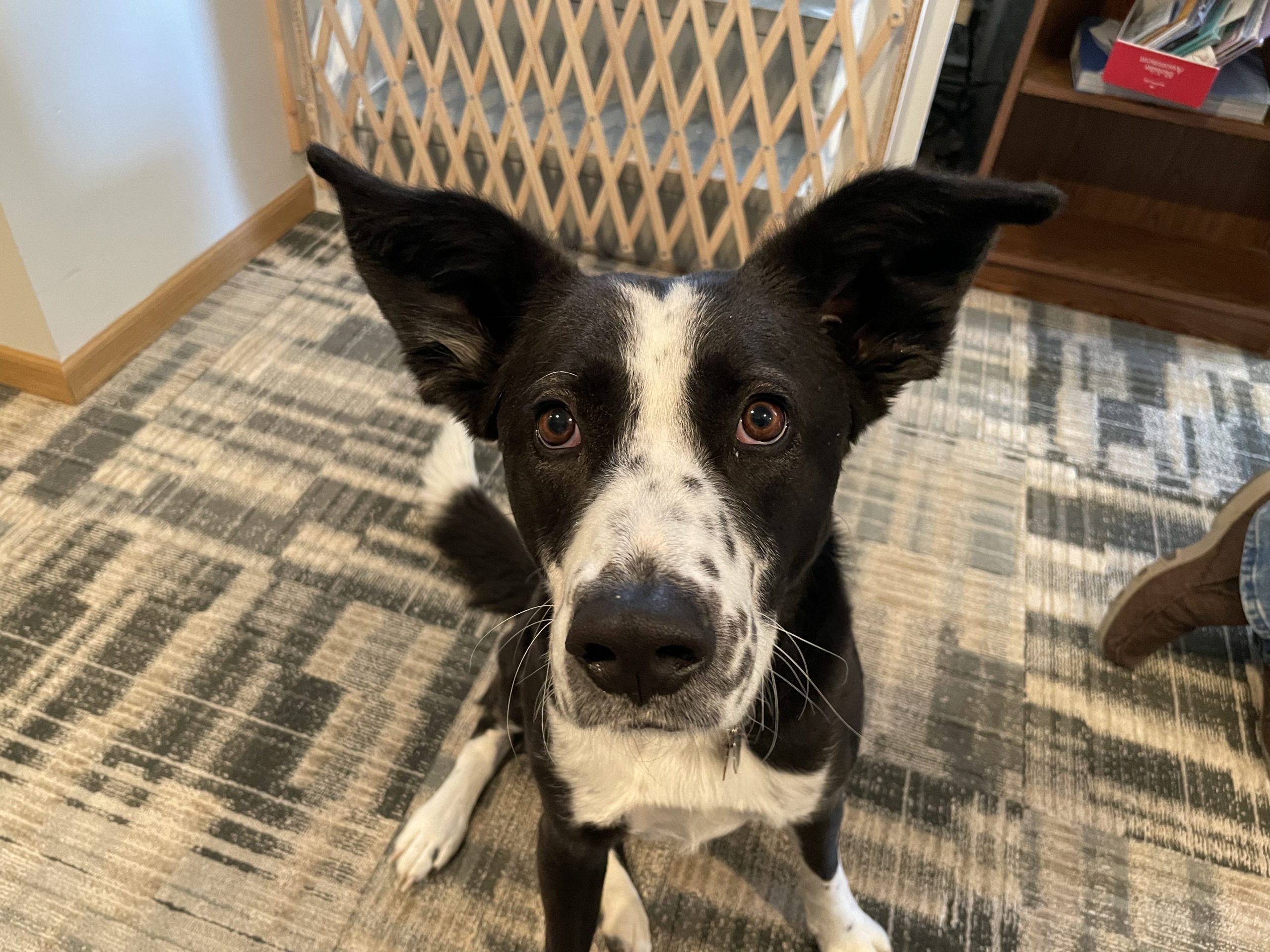 Can We Train A 2 Year Old Dog