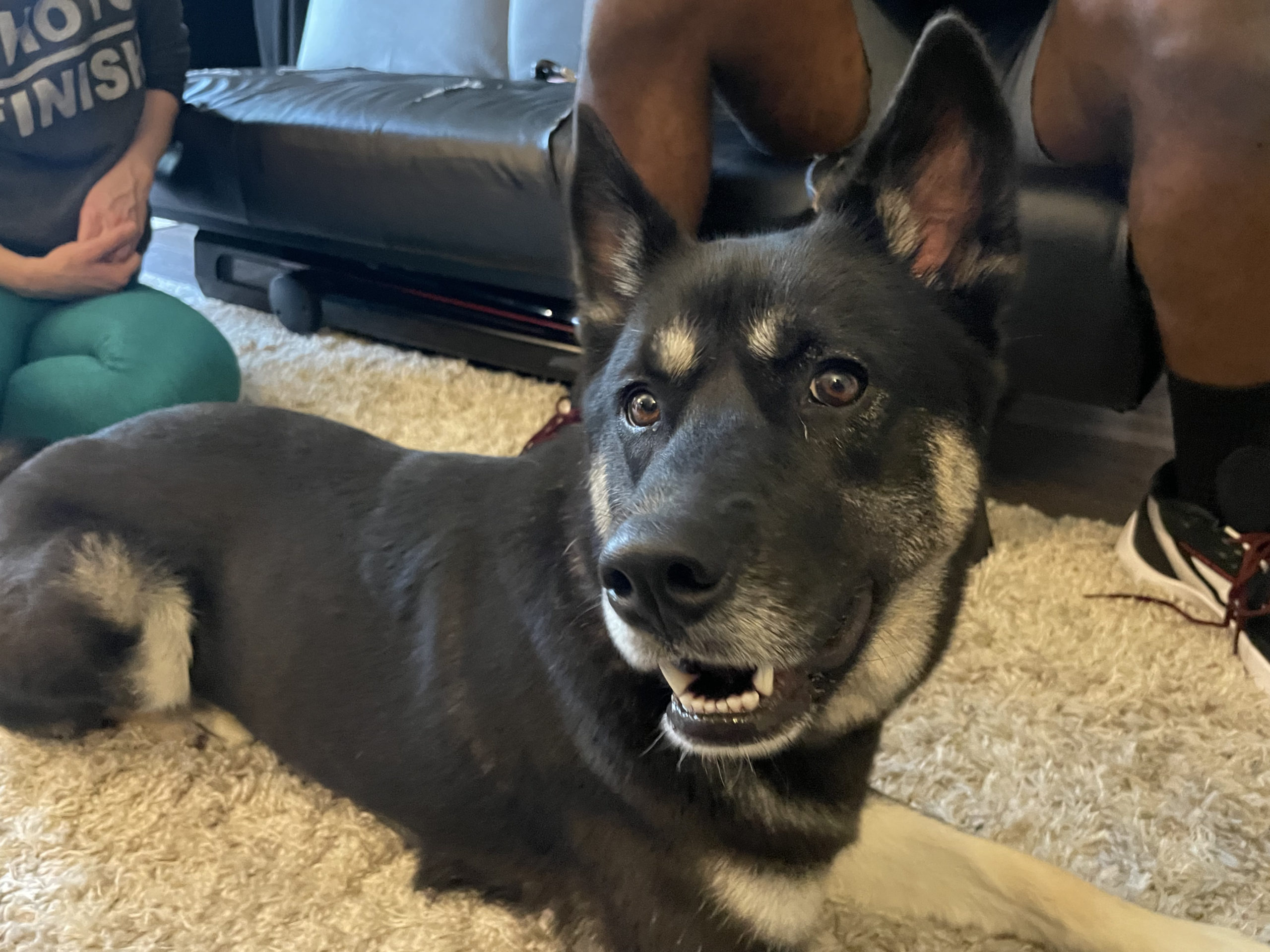 Separation Anxiety Tips to Help a Hollywood Dog Feel OK Being Alone