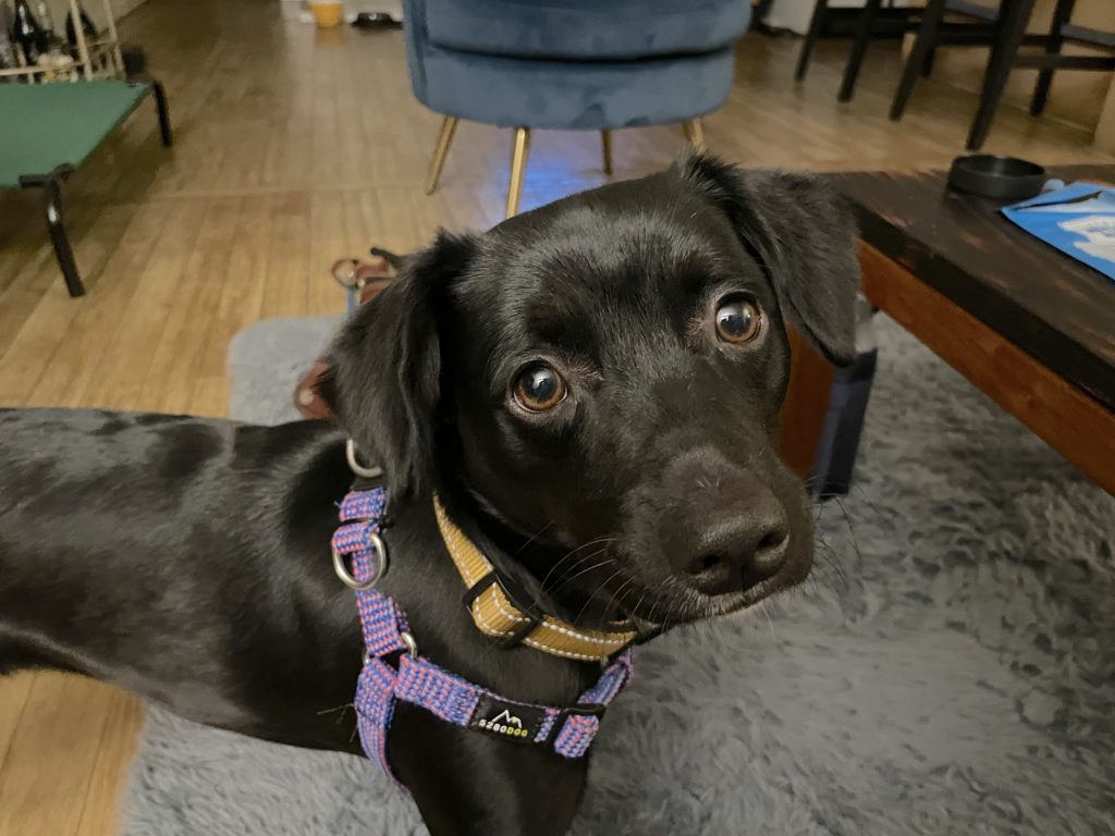 Tips to Teach a Santa Monica Pooch to Stop Barking Dog Gone Problems