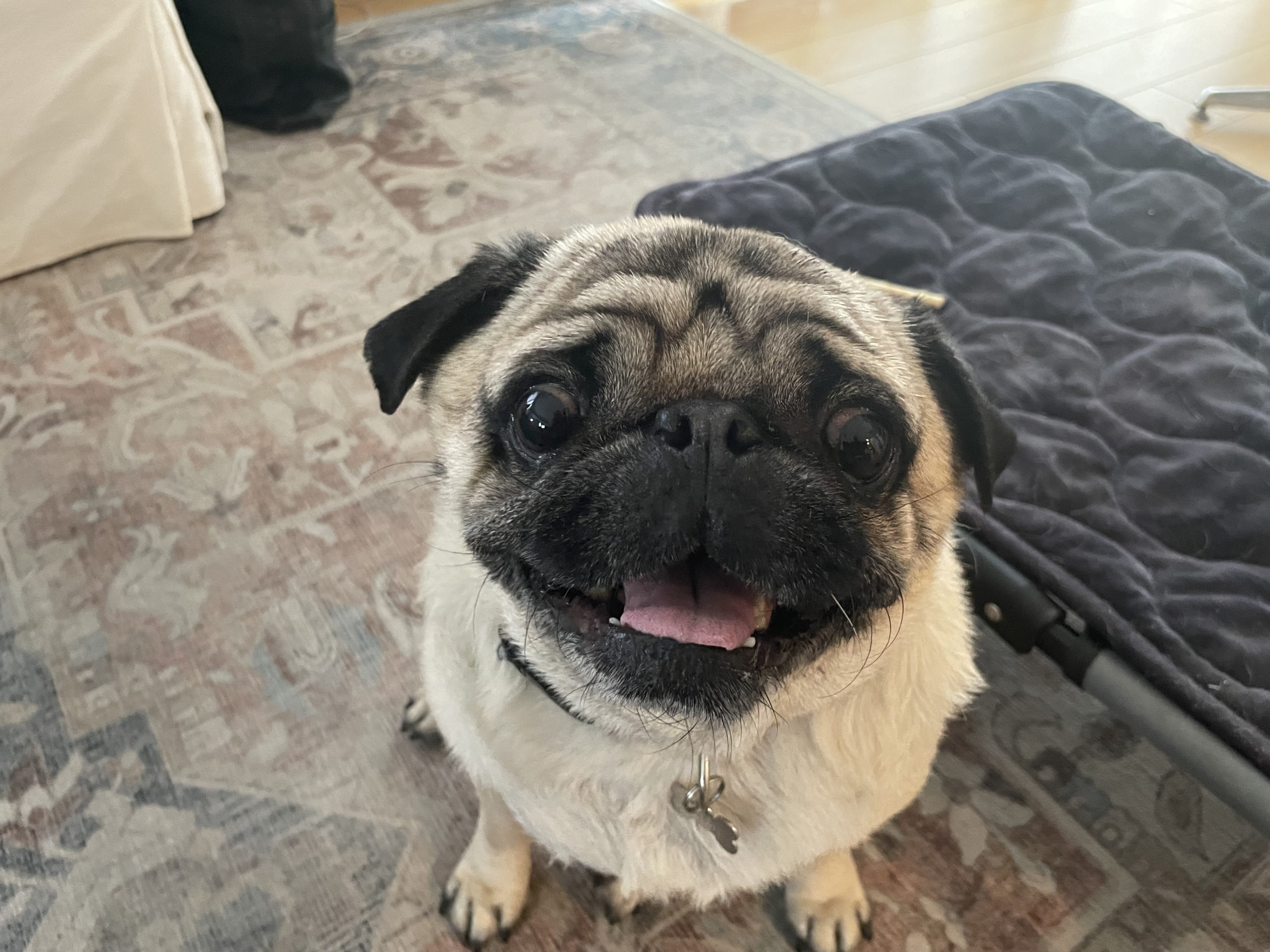 Tips to Teach a Pug to Stop Chasing Cars That Pass By Dog Gone Problems