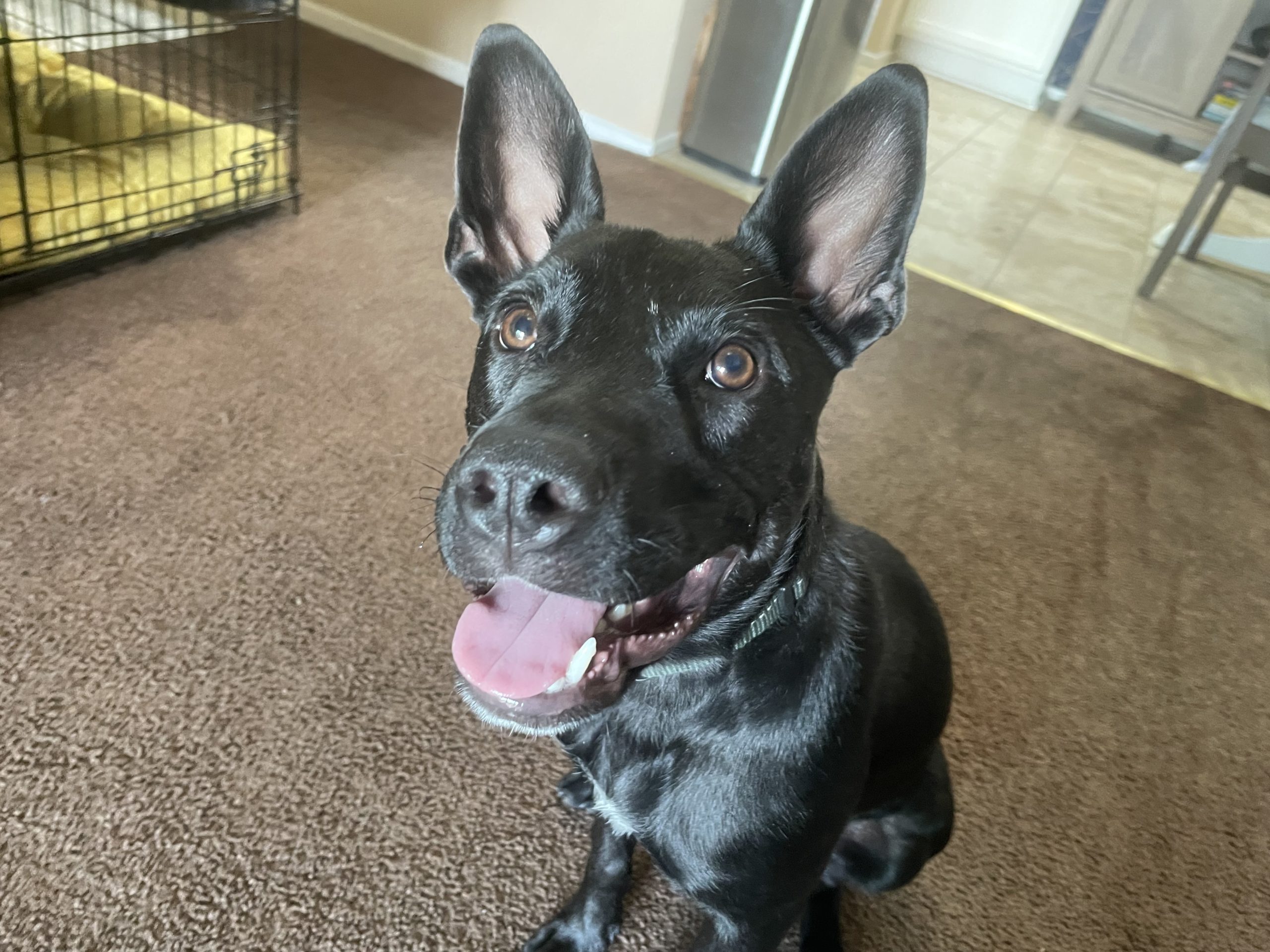 Will My Dog Ever Stop Barking At Other Dogs