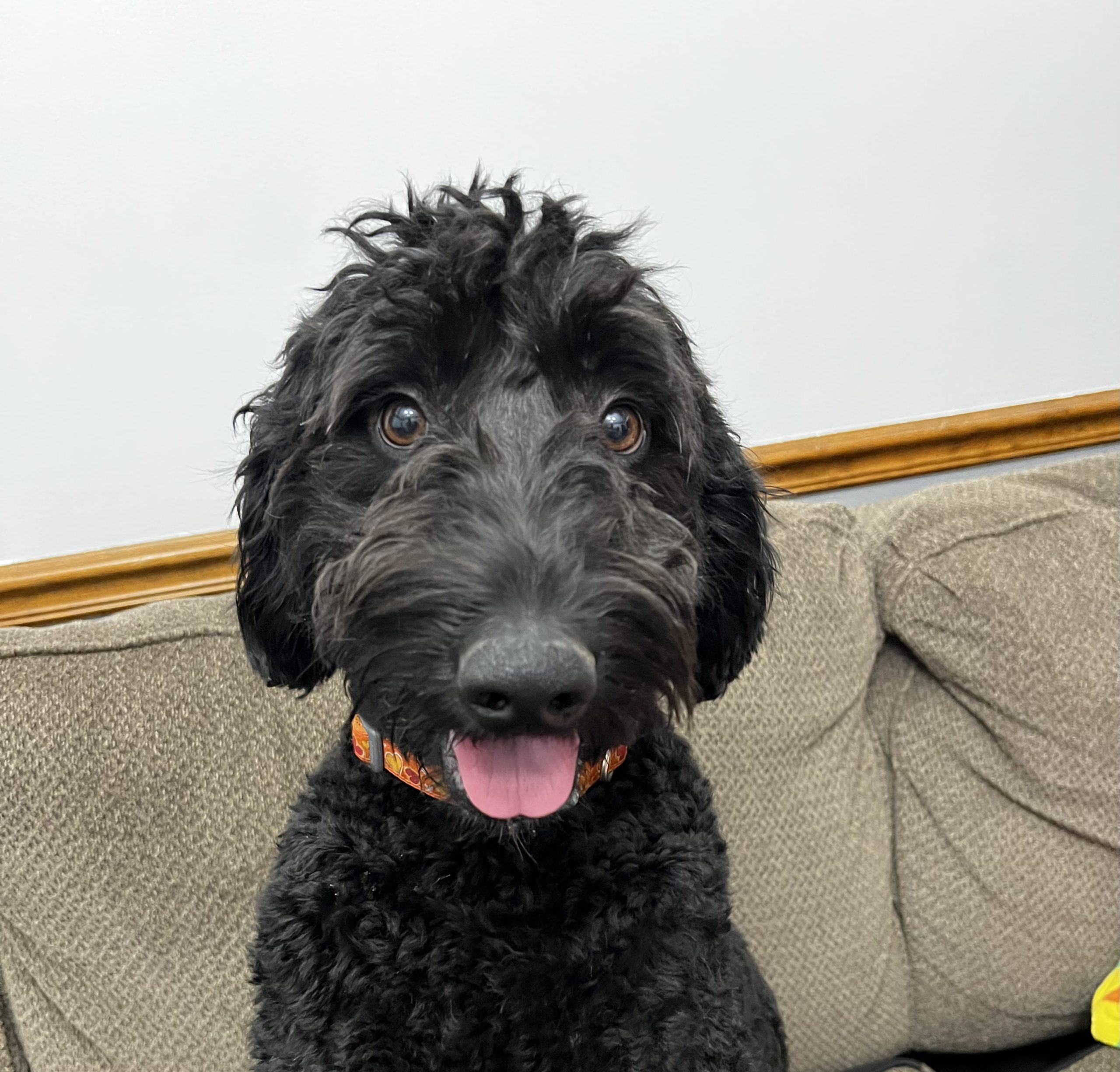 How To Stop A Dog From Guarding