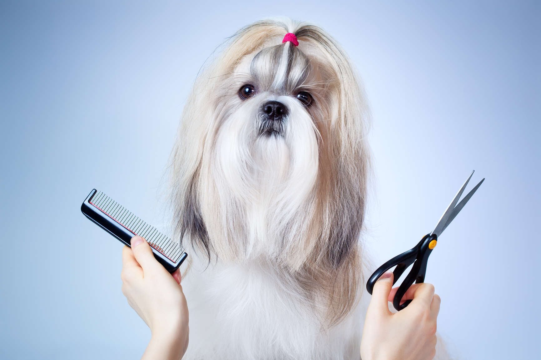 How to Avoid Dog Grooming Difficulties Dog Grooming Tutorial
