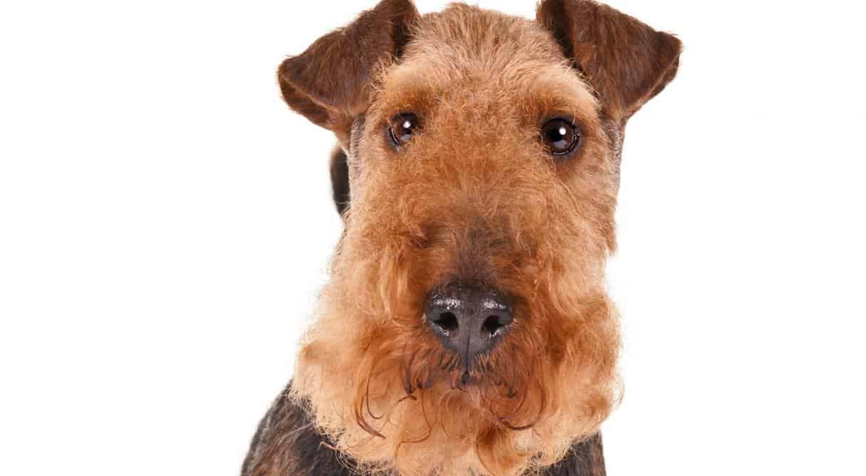 Grooming a Welsh Terrier Dog Grooming Tutorial