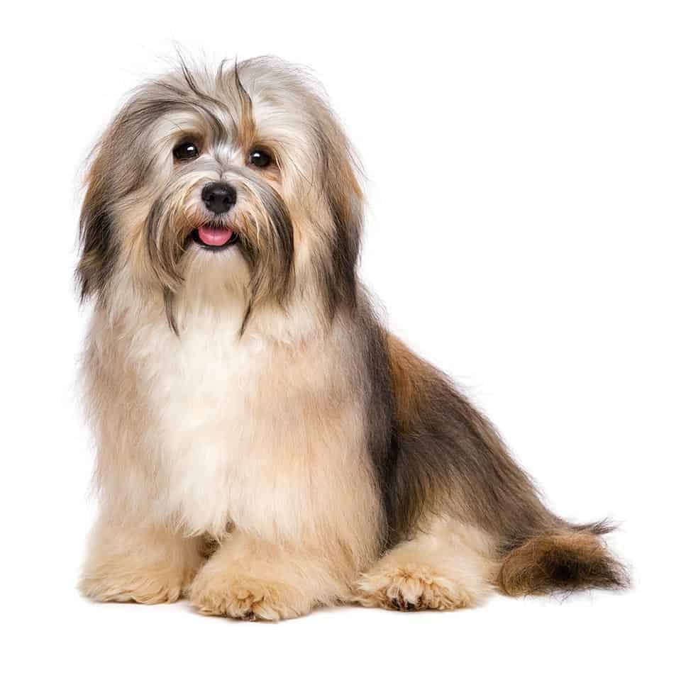 Coat Care for a Havanese Dog Grooming Tutorial