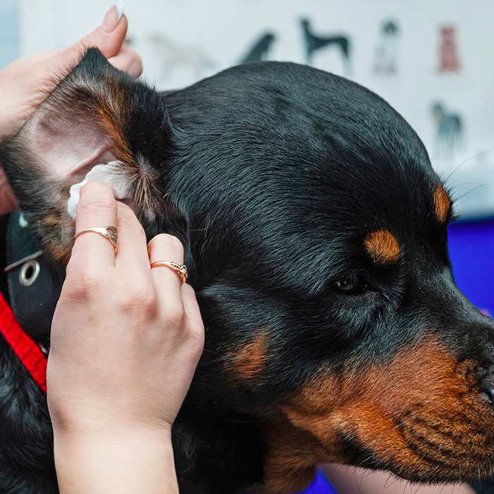 HowtoCleanYourRottweiler’sEars Dog Grooming Tutorial