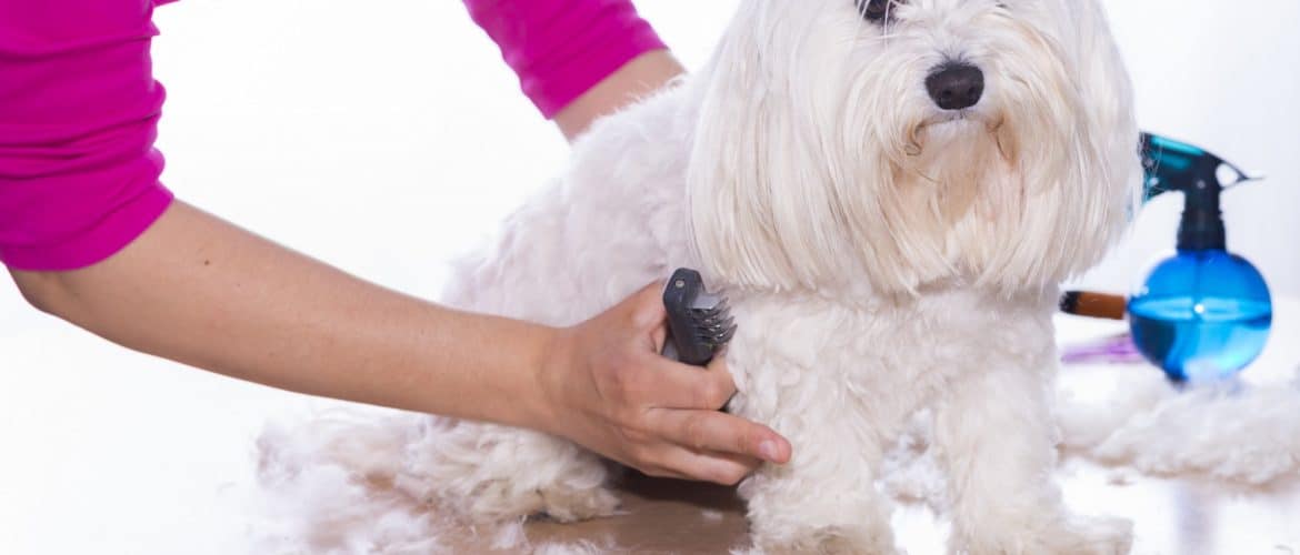Common Dog Body Injuries While Grooming Dog Grooming Tutorial