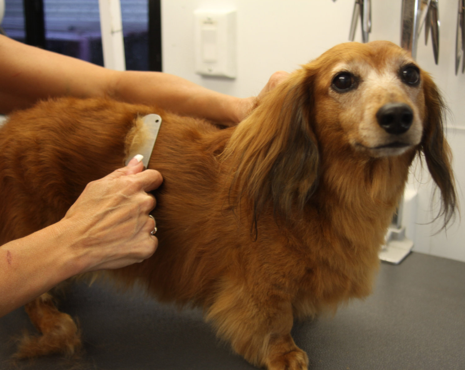On What Dogs to Use Carding and Why Dog Grooming Tutorial On What Dogs to Use Carding and Why Dog Grooming Tutorial