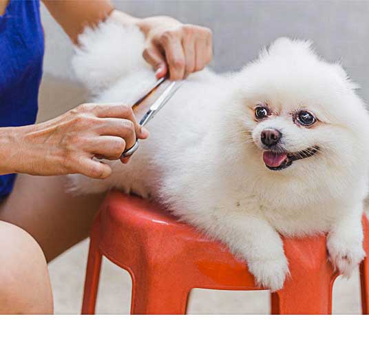 Dog Grooming Tutorials Dog Grooming Tutorial