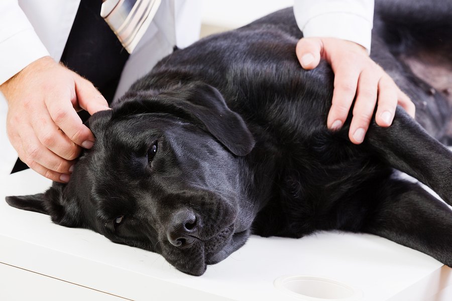 What Causes Pancreatitis in Dogs and How to Test for It Dog Grooming