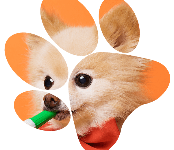 About Dog Guru NZ's Trusted Dog Trainers 0800 DOG GURU