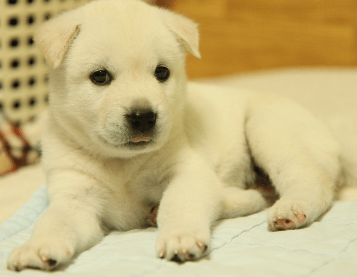 How to Pee and Potty Train your Puppy?