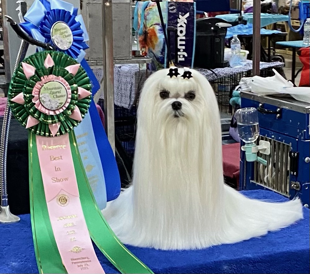 Maltese Pet Grooming Dog Bows and Dog Bow Ties for Dogs Doggybow