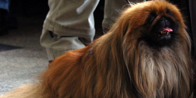 Pekingese, the Lion Dog of China