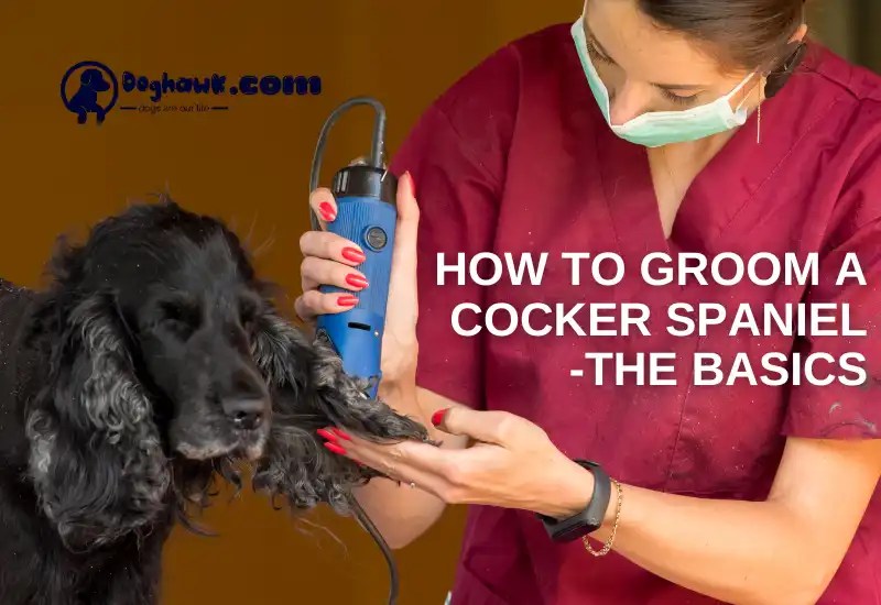 Best Dog Clippers For Cocker Spaniel (Reviewed In 2023)