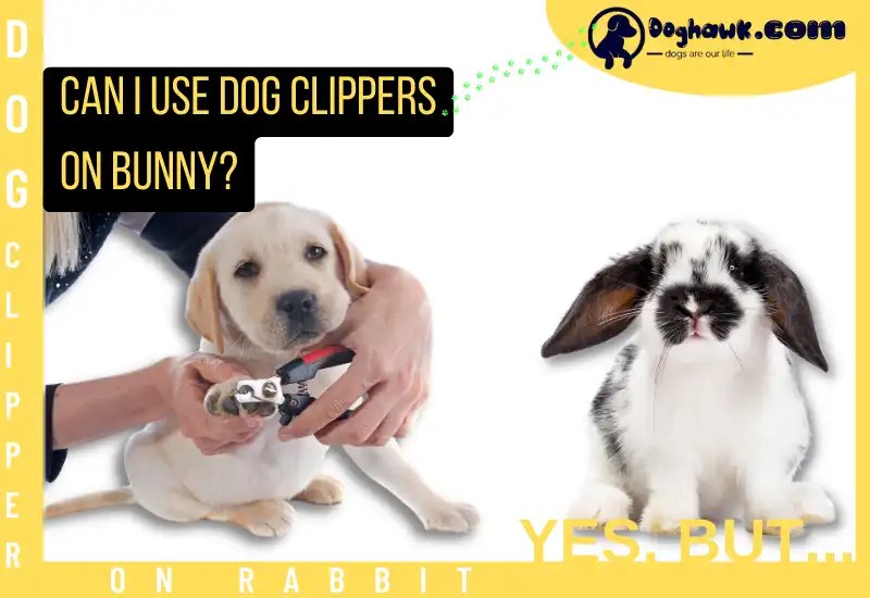 Can I Use Dog Nail Clippers On A Rabbit