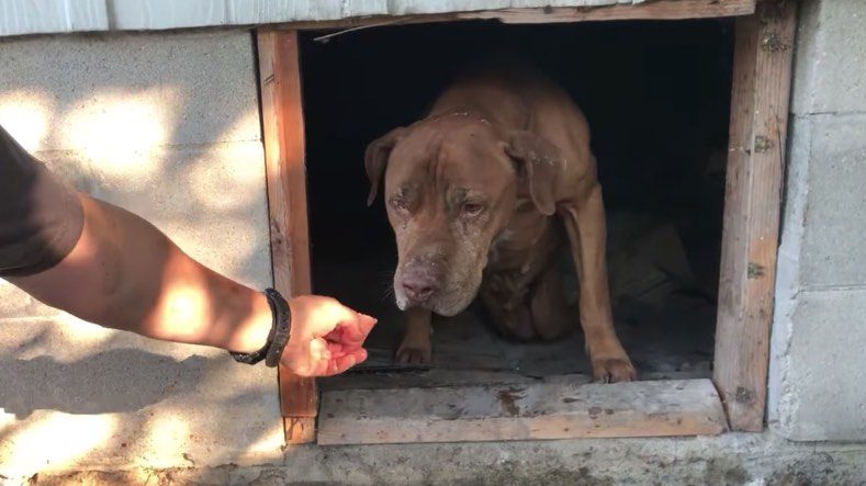 Paralyzed Dog Bravely Crawls Out from Under Abandoned Home into Rescuer