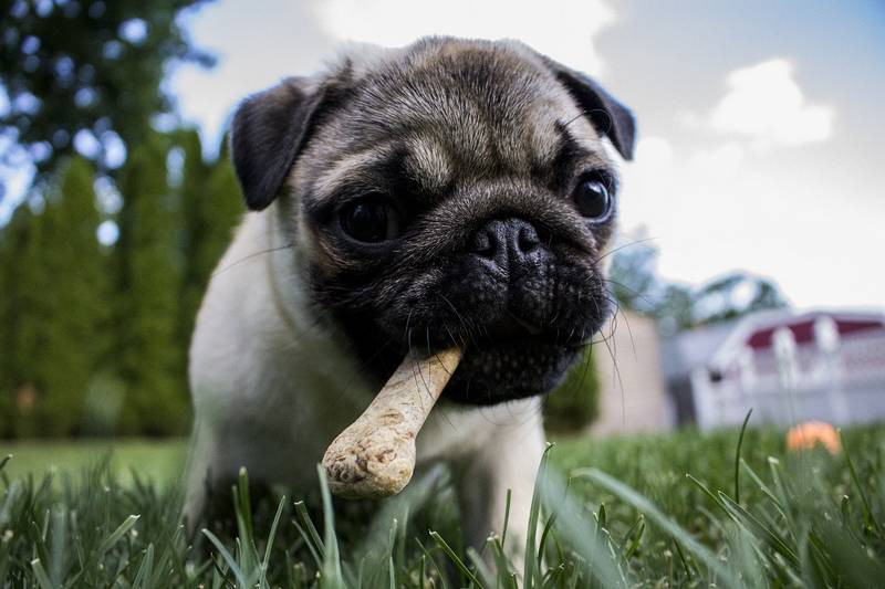 Why Do Dogs Hide Bones?