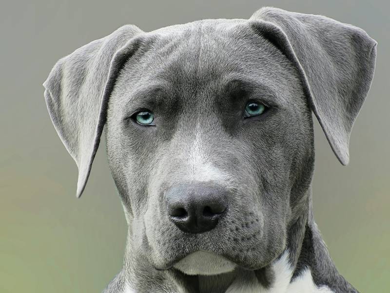 Why Does My Dog Bark at Me for No Reason? (+How to Stop It!)