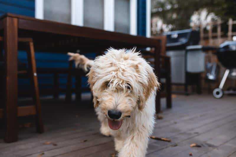 Dog Peeing on Deck? How to Stop, Repel, & Remove!