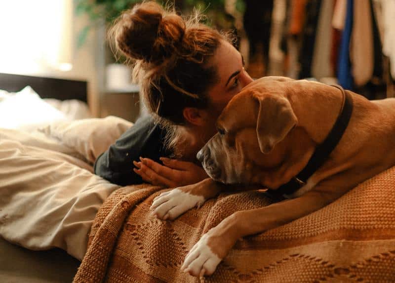 How to Stop My Dog From Pooping on My Bed (+ 5 Step Clean)