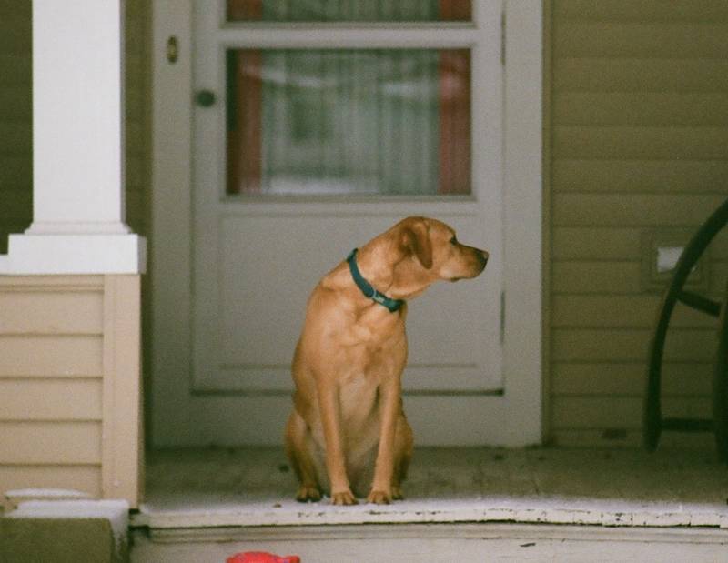Why Does My Dog Bark When I Come Home? (+How to Stop!)