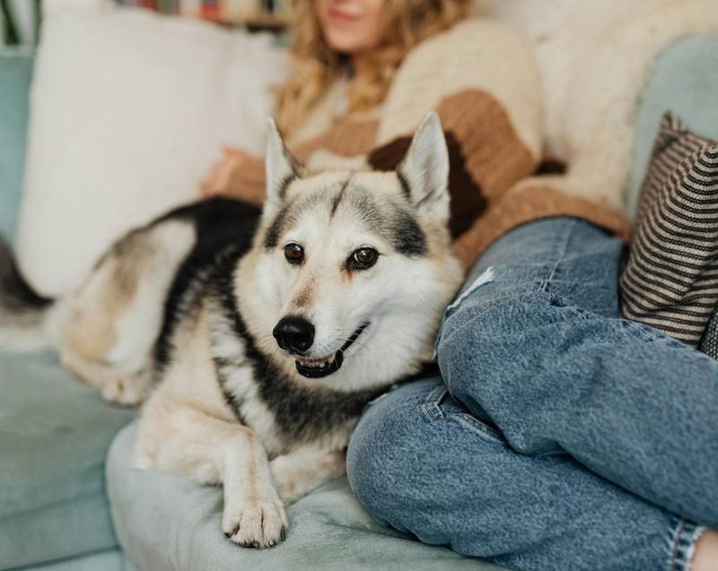 Why Does My Dog Sit Behind Me on the Couch? (+What to Do!)