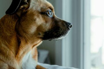 Dog Pooping in the House at Night: How to Help + Stop!