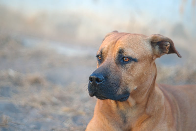 German Shepherd Pitbull Mix AKA German Pit or German Sheppit