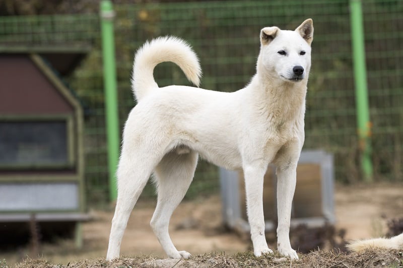 Jindo Korea’s National Treasure