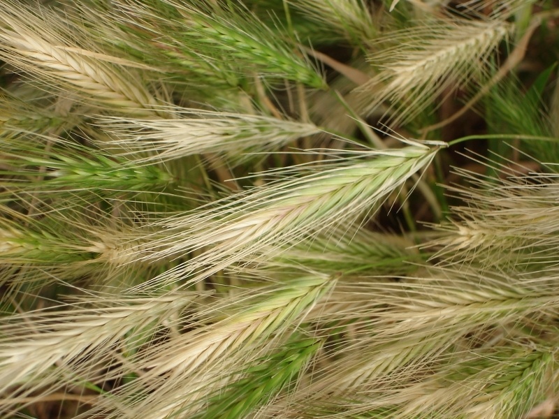 What Every Dog Owner Should Know About Foxtails The Dogington Post