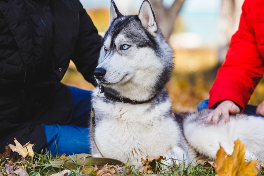Six Benefits of Fostering a Dog in Need The Dogington Post