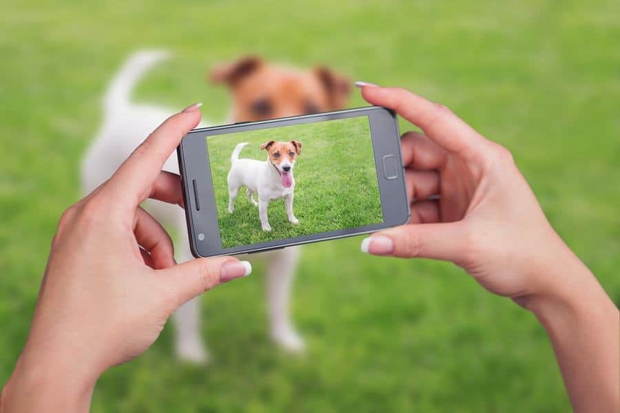 5 Apps Every Dog Owner Should Have on Their Phone The Dogington Post