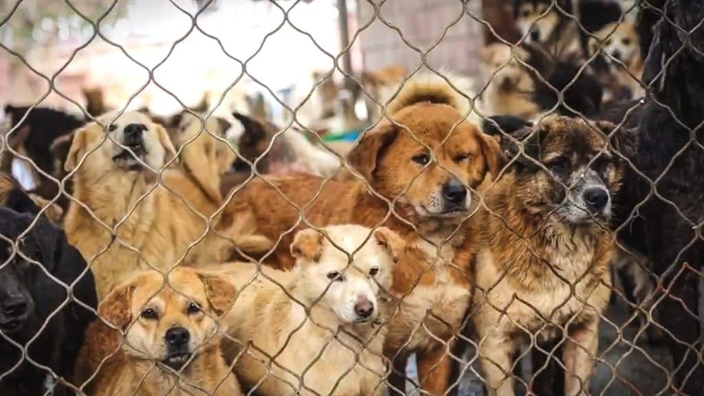 Over 200 Dogs Saved From Chinese Slaughterhouses Arriving in U.S. in