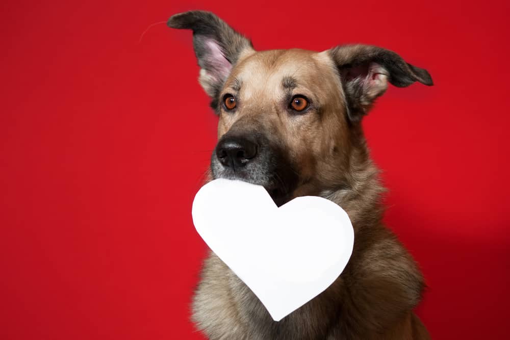 6 Ways To Keep Your Dog’s Heart Healthy The Dogington Post