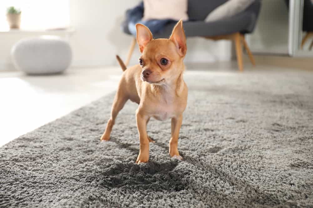 5 Ways to Stop Your Puppy or Kitten From Destroying Your Apartment