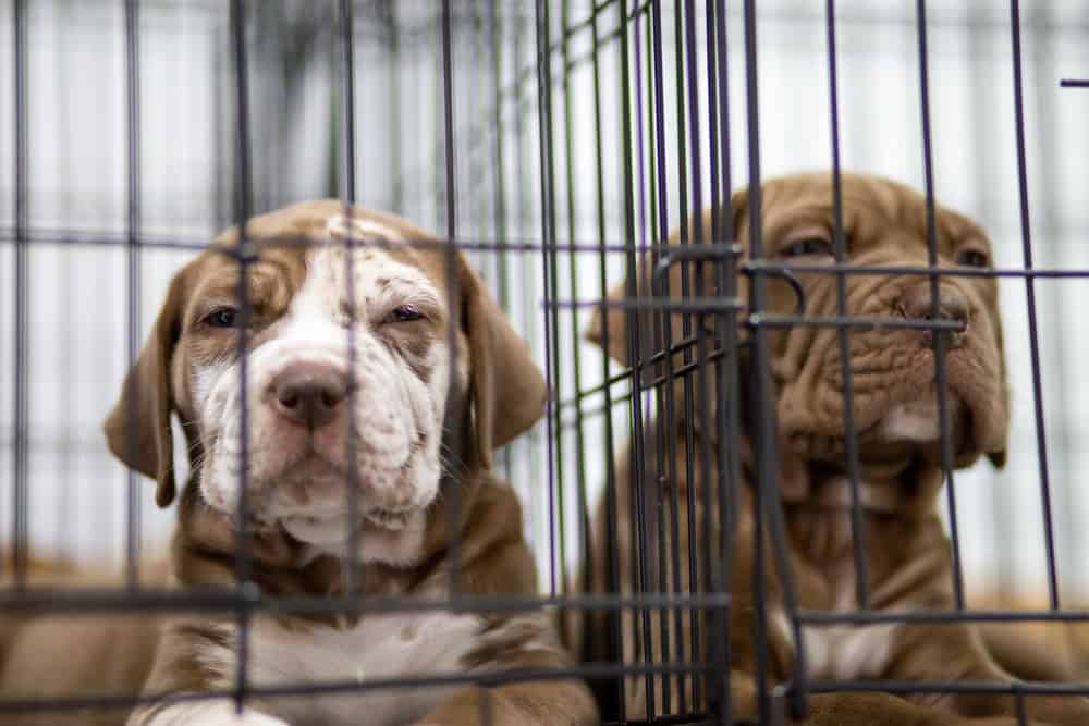Illinois to the 5th State to Ban Retail Pet Store Puppy Sales