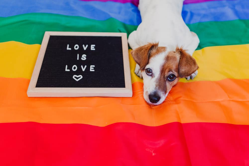 Cute,Dog,Jack,Russell,Sitting,On,Rainbow,Lgbt,Flag,In The Dogington Post
