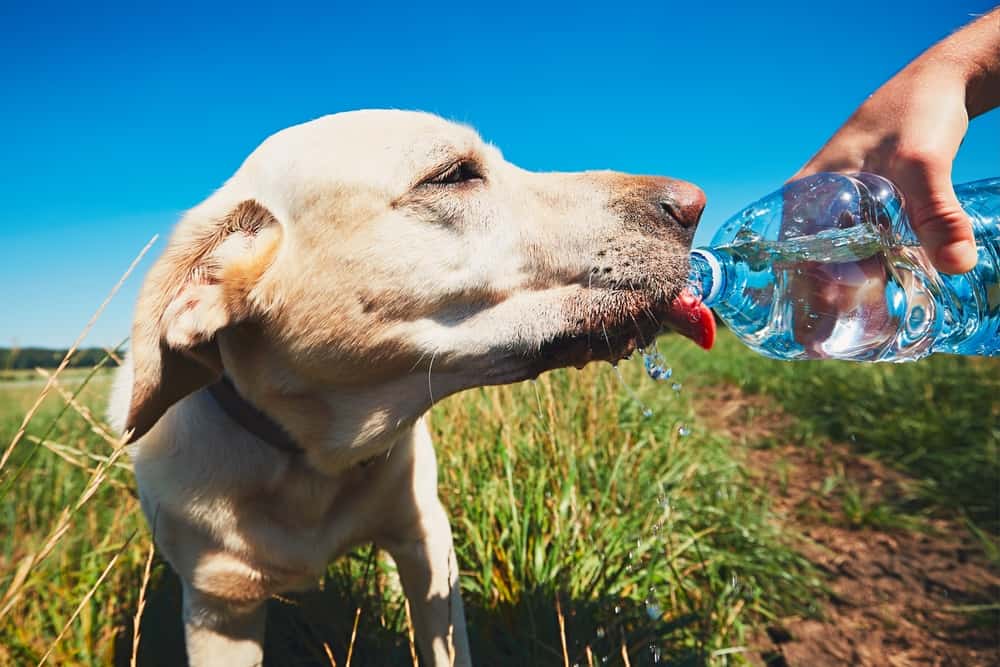 Keeping Your Dog Safe in RecordBreaking Heat Waves The Dogington Post