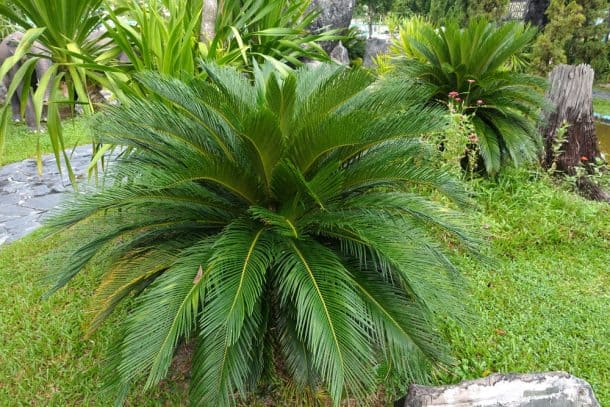 The 10 Worst Plants for Pet Owners The Dogington Post