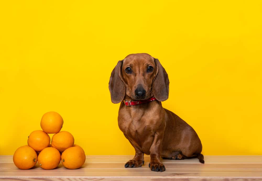 Tasty Treat or Toxic Tidbit? Which Fruits are Safe for Dogs & Which Can Make Them Sick The