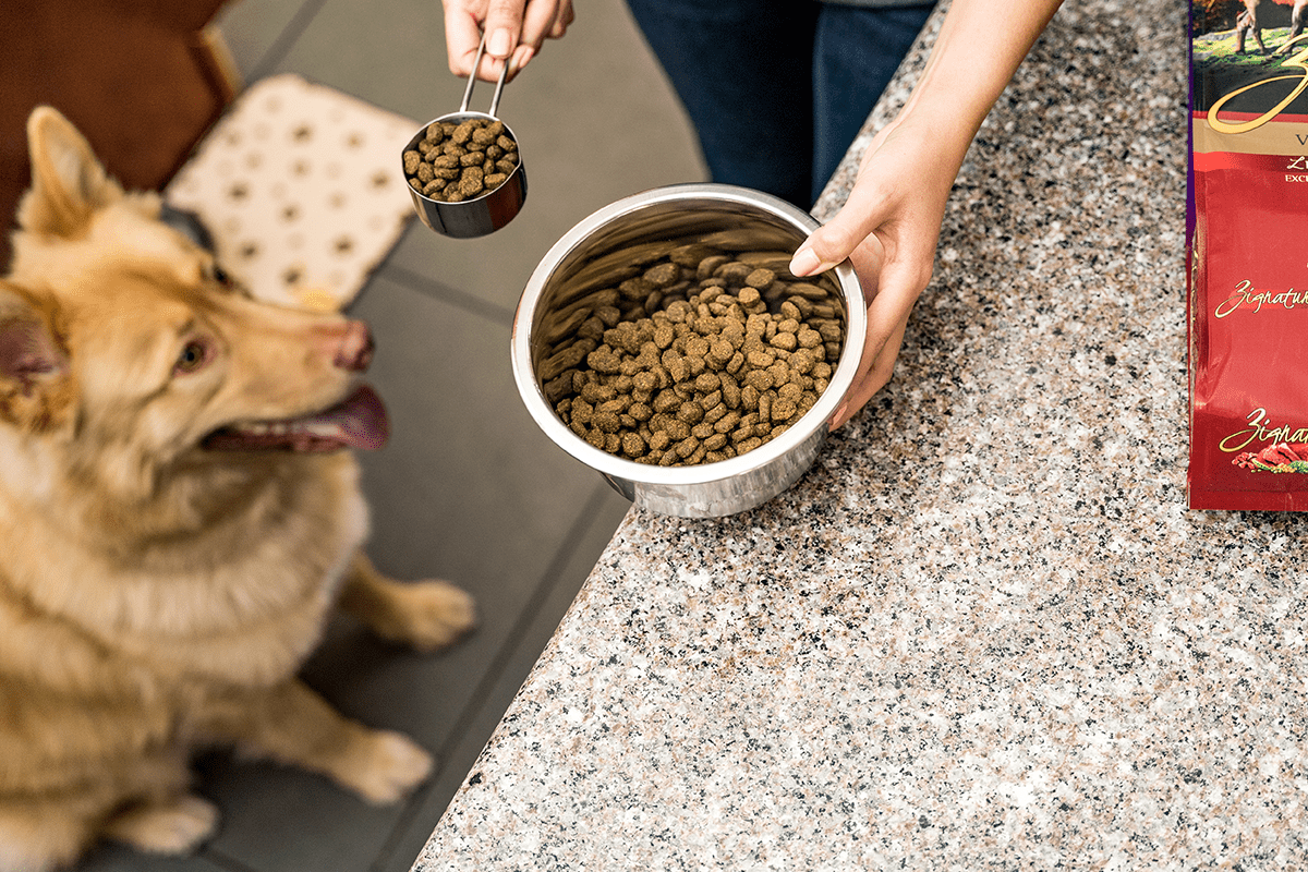 Why It Matters if Your Dog Likes Their Food The Dogington Post