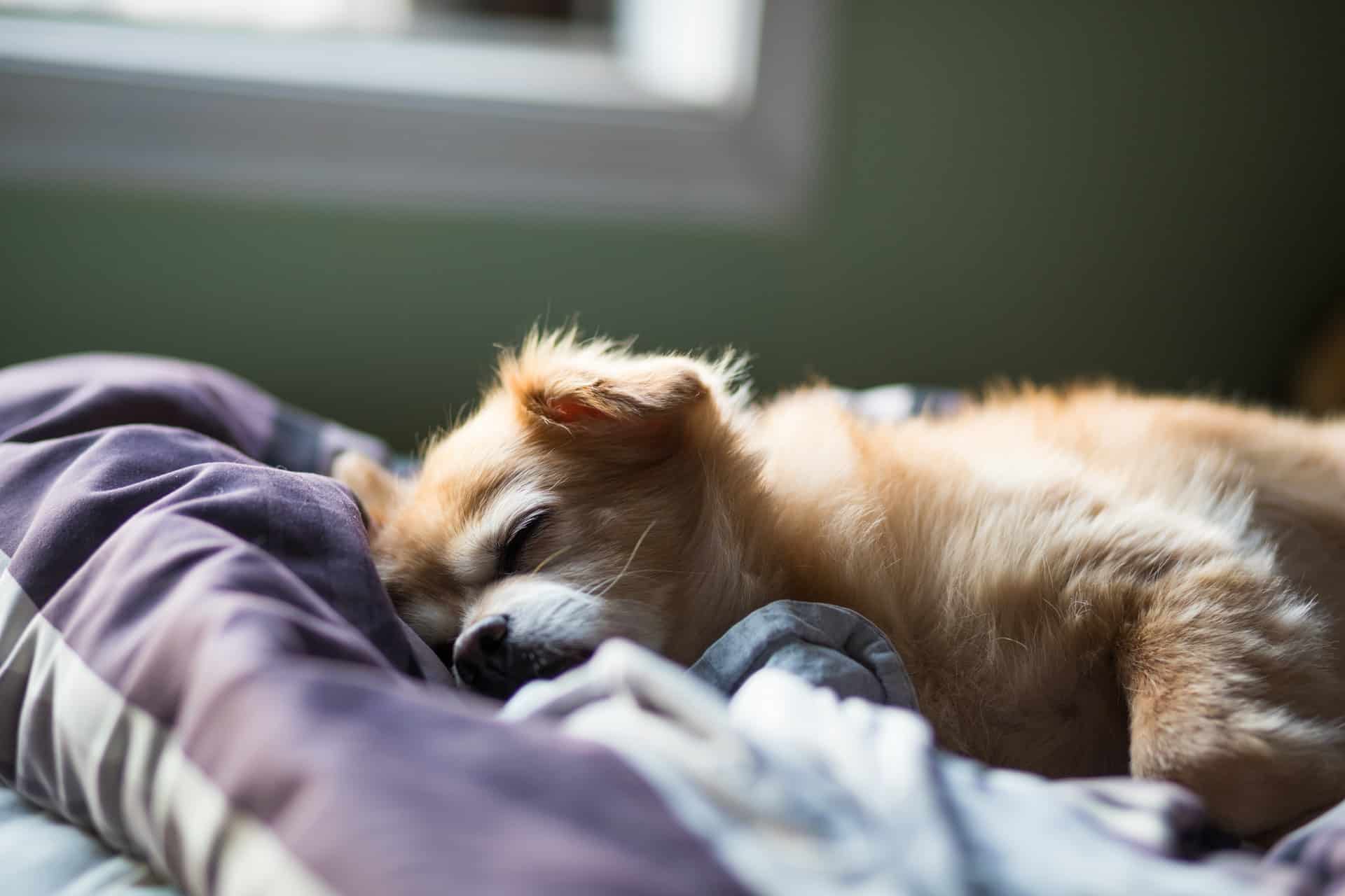 How Sleeping With Your Dog Can Improve Your Health The Dogington Post